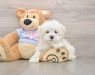 8 week old Maltese Puppy For Sale - Florida Fur Babies