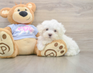 7 week old Maltese Puppy For Sale - Florida Fur Babies