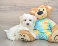 7 week old Maltese Puppy For Sale - Florida Fur Babies