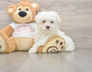 7 week old Maltese Puppy For Sale - Florida Fur Babies