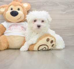 10 week old Maltese Puppy For Sale - Florida Fur Babies