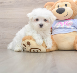 7 week old Maltese Puppy For Sale - Florida Fur Babies