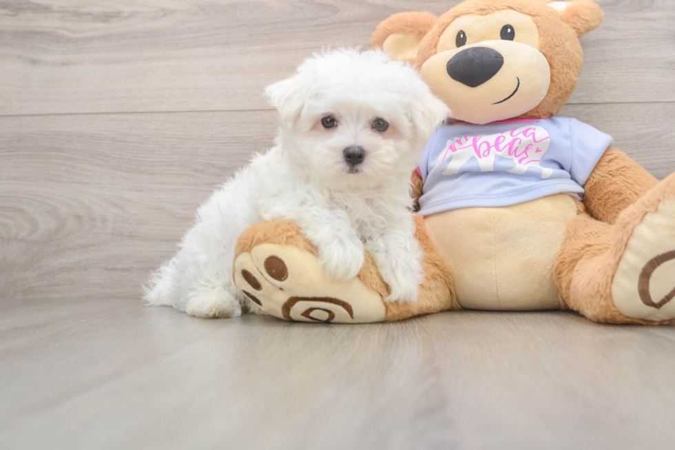 Maltese Puppy for Adoption