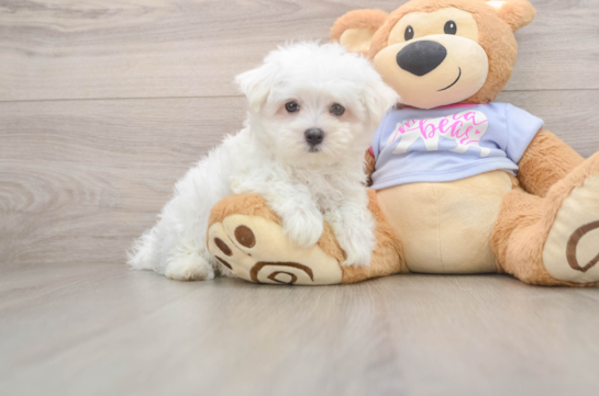 Maltese Puppy for Adoption