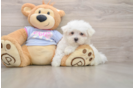 Maltese Puppy for Adoption