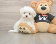 7 week old Maltese Puppy For Sale - Florida Fur Babies