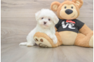 Hypoallergenic Maltese Purebred Pup