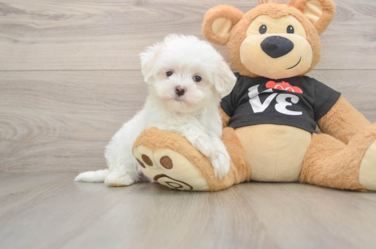 Hypoallergenic Maltese Purebred Pup