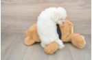 Maltese Puppy for Adoption