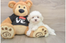 Maltese Pup Being Cute