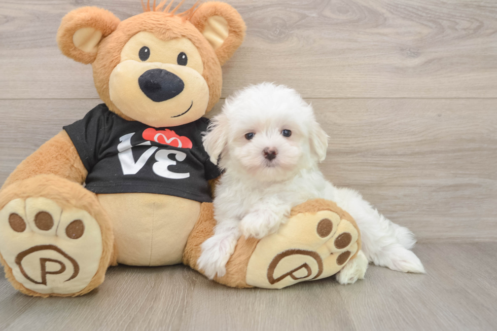 Maltese Pup Being Cute