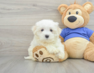 11 week old Maltese Puppy For Sale - Florida Fur Babies