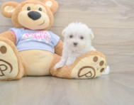 7 week old Maltese Puppy For Sale - Florida Fur Babies