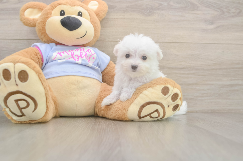7 week old Maltese Puppy For Sale - Florida Fur Babies