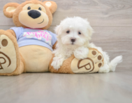 8 week old Maltese Puppy For Sale - Florida Fur Babies