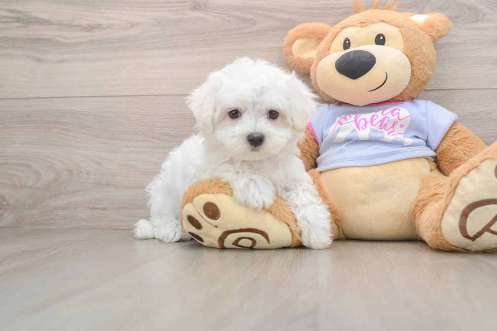 Maltese Pup Being Cute