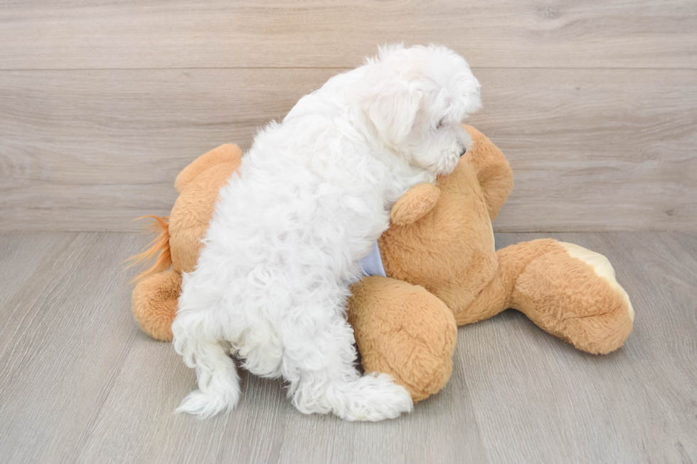 Friendly Maltese Purebred Pup