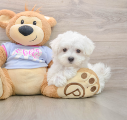 7 week old Maltese Puppy For Sale - Florida Fur Babies