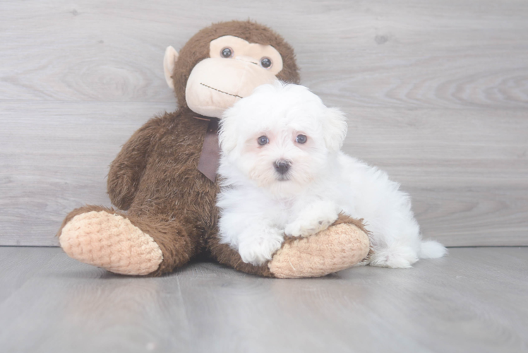 Maltese Puppy for Adoption