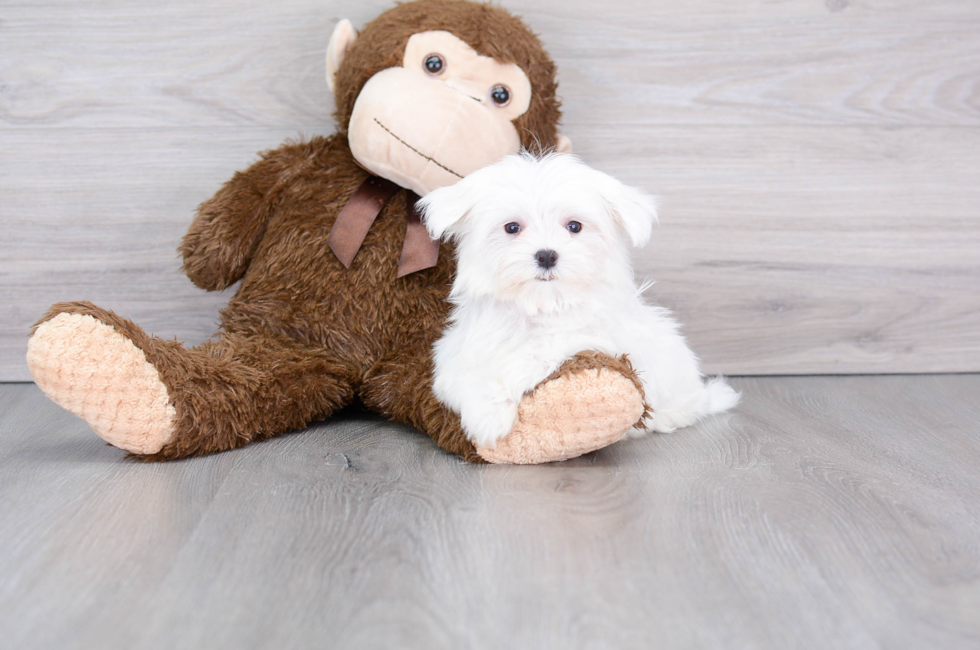 13 week old Maltese Puppy For Sale - Florida Fur Babies