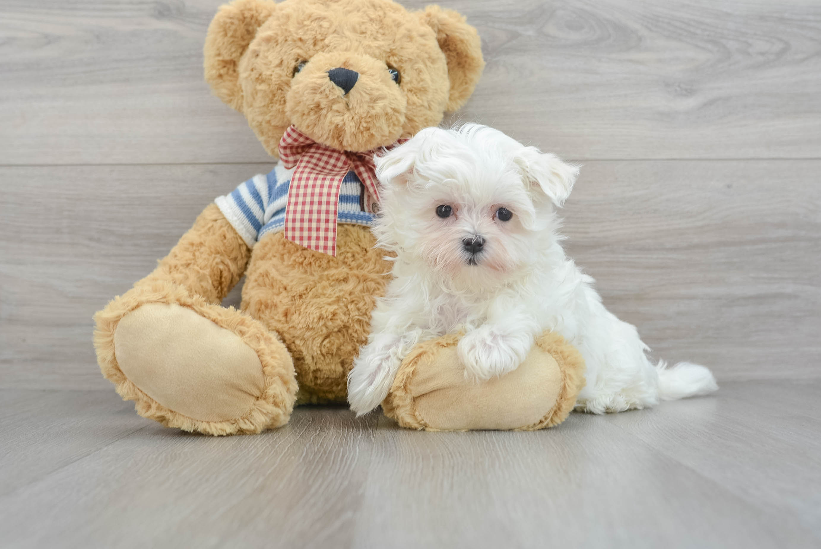 Toy maltese shop for adoption