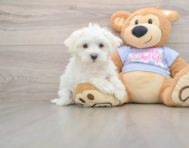 8 week old Maltese Puppy For Sale - Florida Fur Babies