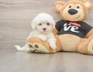 7 week old Maltese Puppy For Sale - Florida Fur Babies