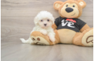 Maltese Pup Being Cute