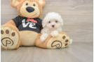 Cute Maltese Purebred Puppy