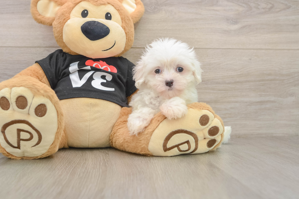 Cute Maltese Purebred Puppy