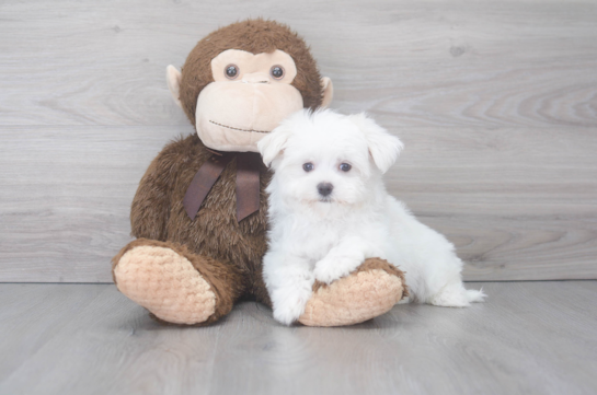 8 week old Maltese Puppy For Sale - Florida Fur Babies