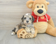 10 week old Mini Schnoodle Puppy For Sale - Florida Fur Babies