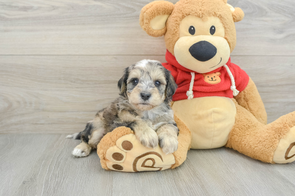 10 week old Mini Schnoodle Puppy For Sale - Florida Fur Babies