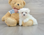 12 week old Maltese Puppy For Sale - Florida Fur Babies