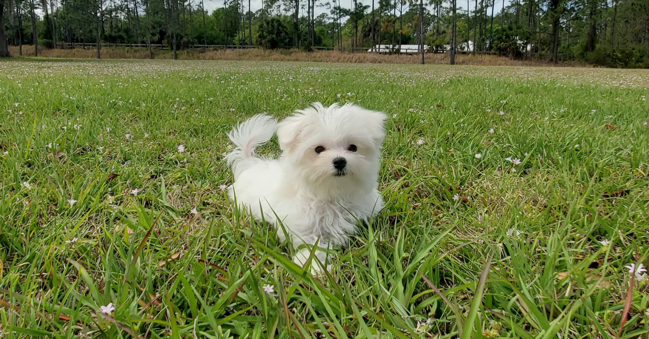 Best Maltese Baby