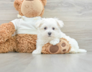 9 week old Maltese Puppy For Sale - Florida Fur Babies