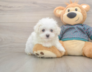 8 week old Maltese Puppy For Sale - Florida Fur Babies