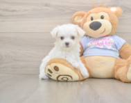 7 week old Maltese Puppy For Sale - Florida Fur Babies