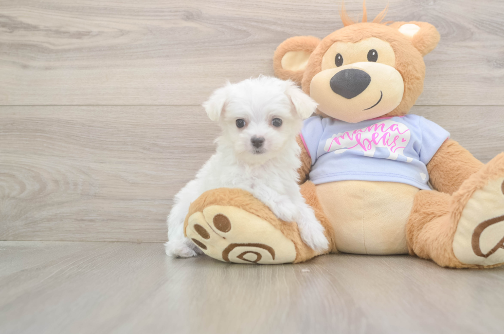 7 week old Maltese Puppy For Sale - Florida Fur Babies