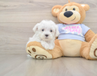 7 week old Maltese Puppy For Sale - Florida Fur Babies