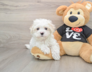 8 week old Maltese Puppy For Sale - Florida Fur Babies