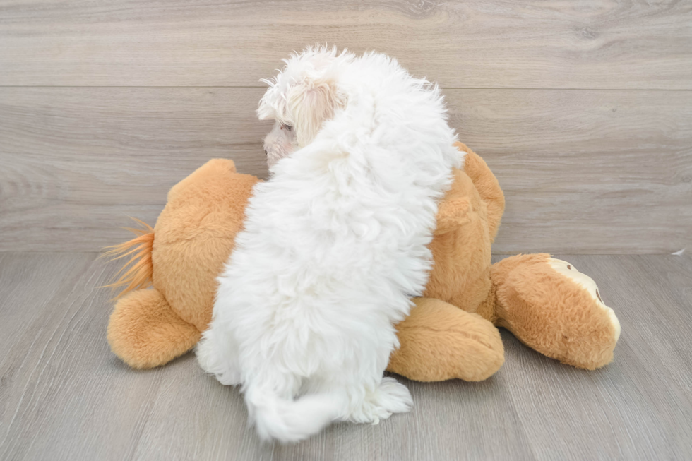 Smart Maltese Purebred Puppy