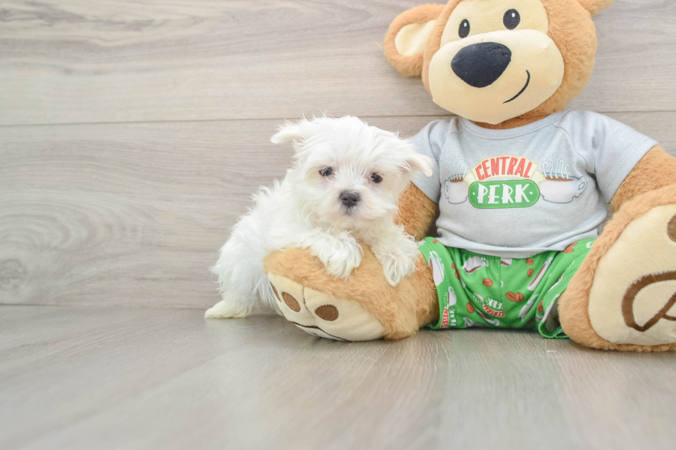 Maltese Pup Being Cute