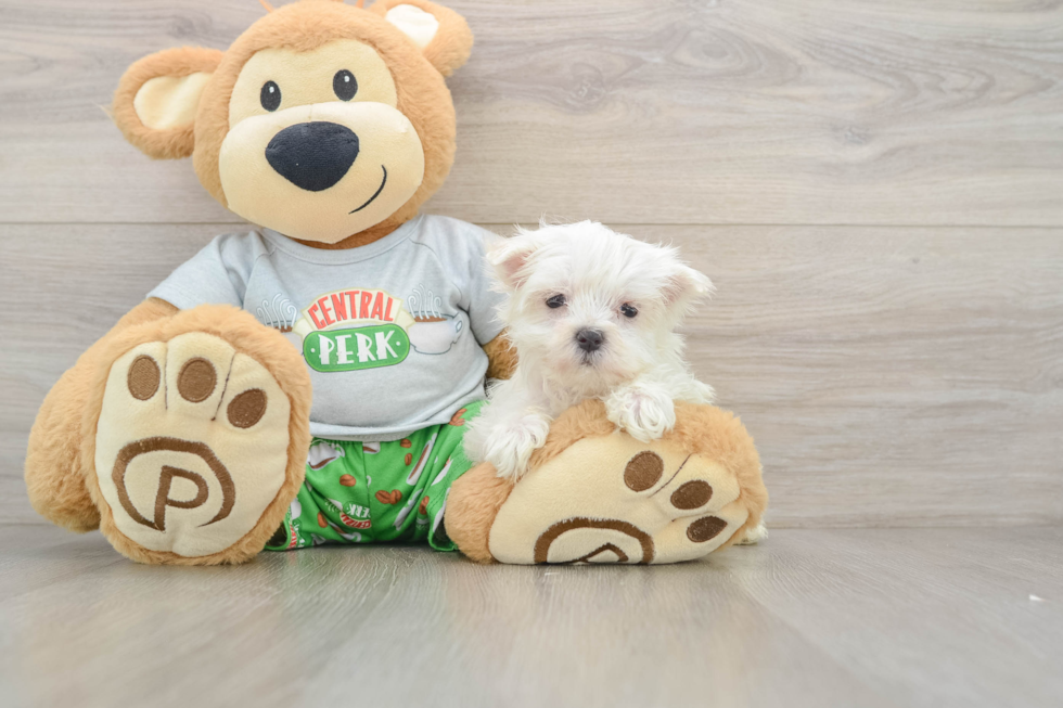 Maltese Puppy for Adoption