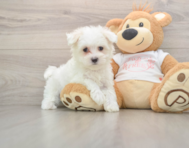7 week old Maltese Puppy For Sale - Florida Fur Babies