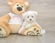 8 week old Maltese Puppy For Sale - Florida Fur Babies