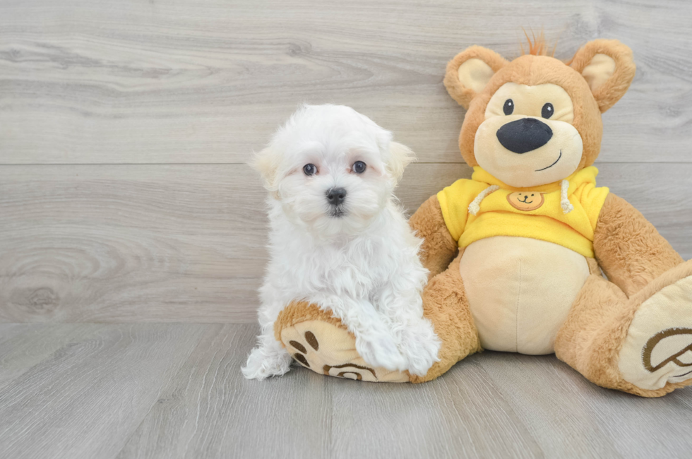 11 week old Maltese Puppy For Sale - Florida Fur Babies