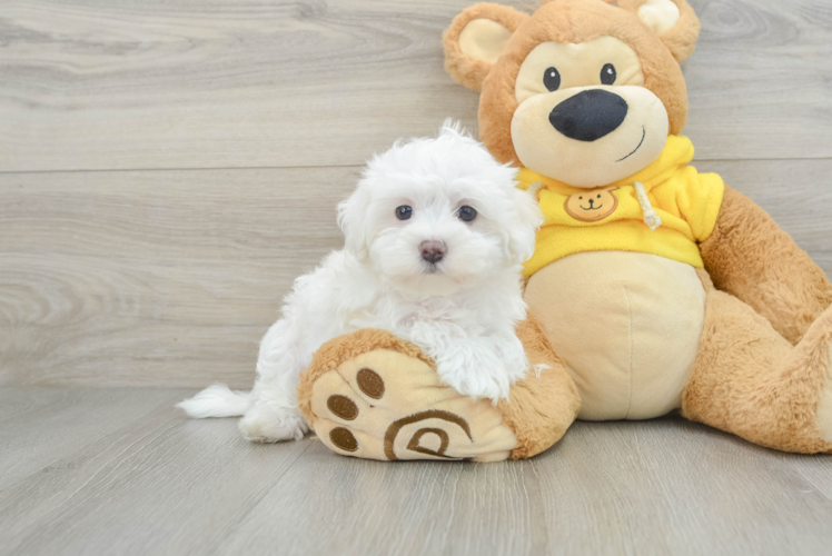 Best Maltese Baby