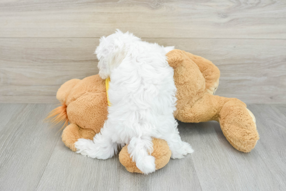 Sweet Maltese Purebred Puppy