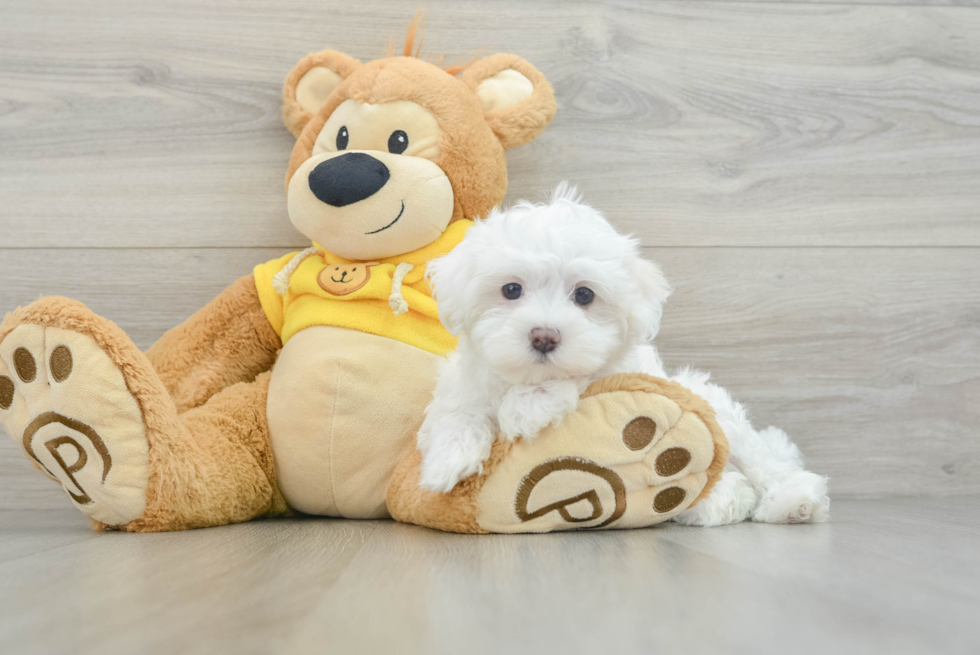 Petite Maltese Purebred Puppy